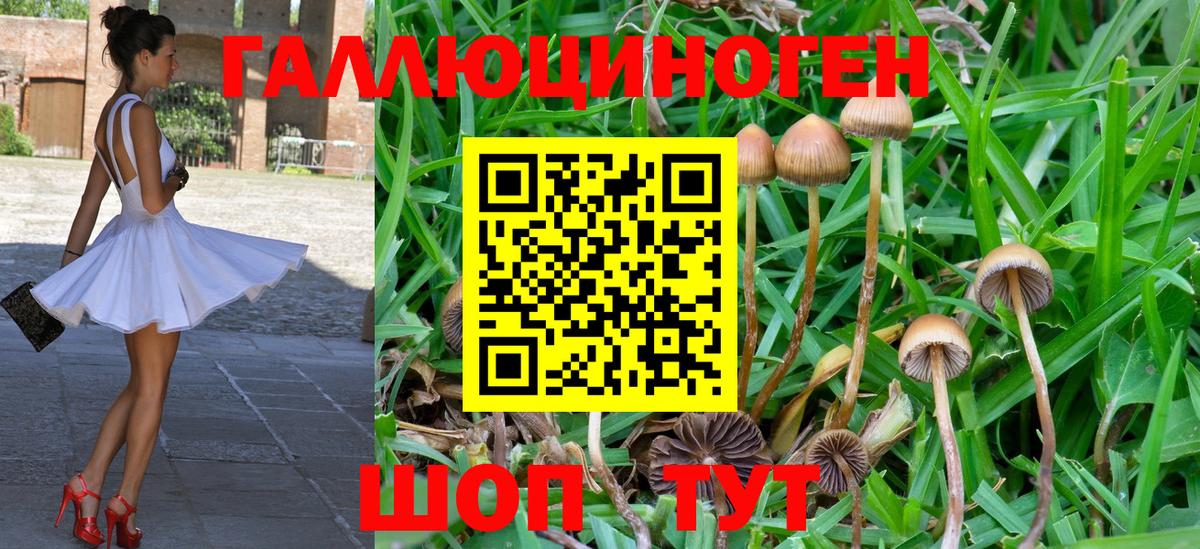 Людиново  Псилоцибиновые грибы Magic Shrooms  Вход с VPN 